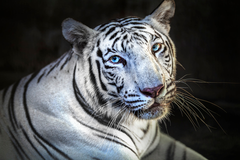 Bilhete de Entrada Zoológico de BaliNa Lama c/ Elefantes Café da Manhã c/ Orangotango e Ingresso