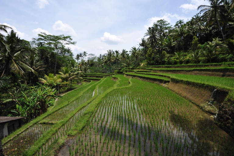 Bali: Sonnenaufgangs- und Ubud-Monkey-Forest-Tour