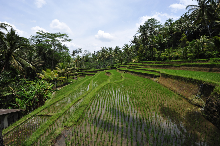 Bali : visite privée au lever du soleil et forêt des singes