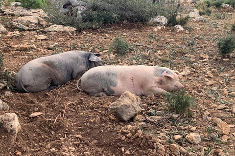 Valldemossa: Stadt und die schönsten Aussichtspunkte