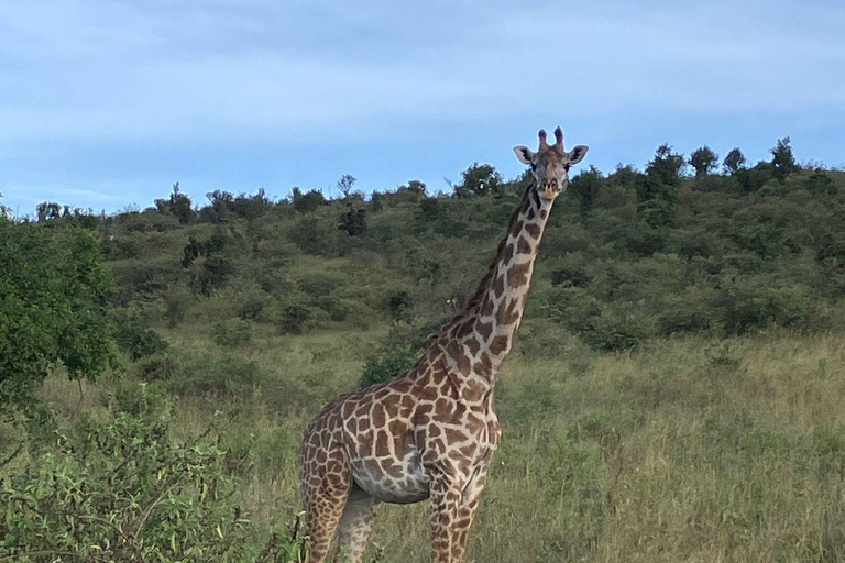 Nairobi: 3-Day epic trip to Maasai Mara Reserve with meals 3 days, 2 nights private safari to Mara in a tourist VAN