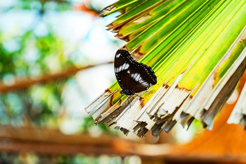 The Butterfly Gardens Entry Ticket