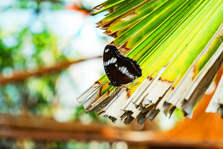 The Butterfly Gardens Entry Ticket