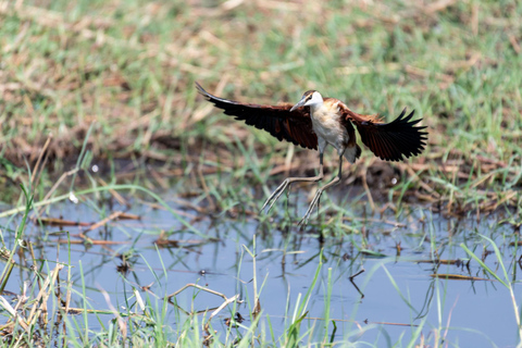 Birdwatching Safari - Chobe River (with Expert Guide)