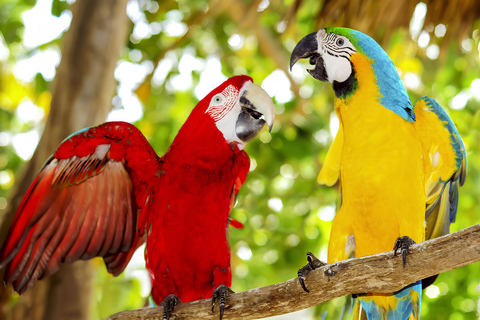 Isla Saona Privada: Excursión en lancha rápida desde Punta CanaExcursión privada a la Isla Saona con Mano Juan en lancha rápida