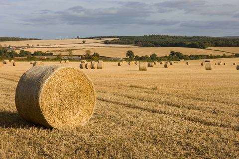 Edinburgh: Rosslyn Chapel, Borders &amp; Glenkinchie Distillery