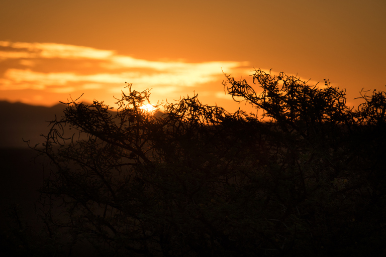 Addo Elephant National Park All Inclusive heldagssafariStandardtur