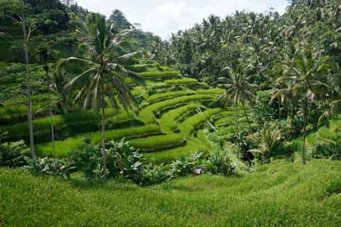Bali: Customized Private Car Charter with Optional Guide