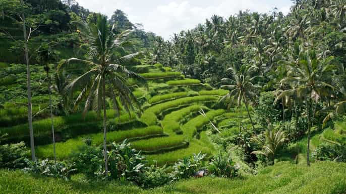 best of bali private customized fullday tour