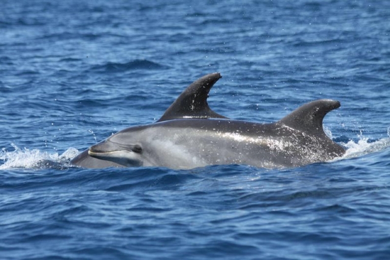 Albufeira: 2,5 uur dolfijnen bekijken en tocht naar grottenGedeelde tour in normale boot - focus op grotten