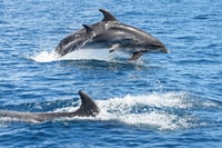 Albufeira, Dolphin Watching e Benagil Cave - Housity