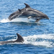 Albufeira: 2,5-godzinny rejs do jaskiń i obserwacja delfinów