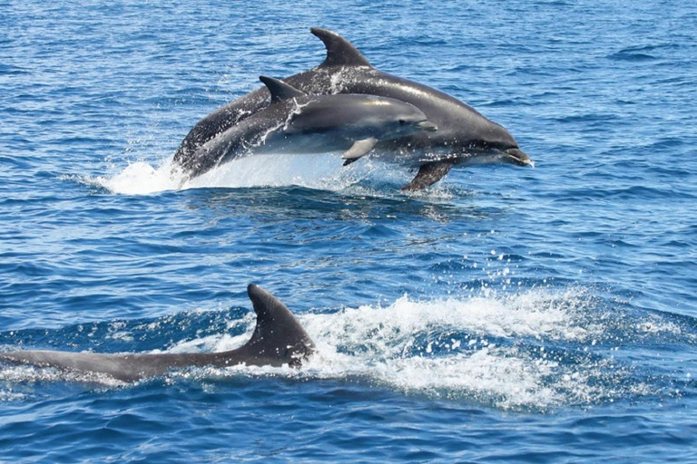 Albufeira: Observação de golfinhos e Gruta de BenagilPasseio Particular em Barco Padrão: Foco Grutas e Golfinhos