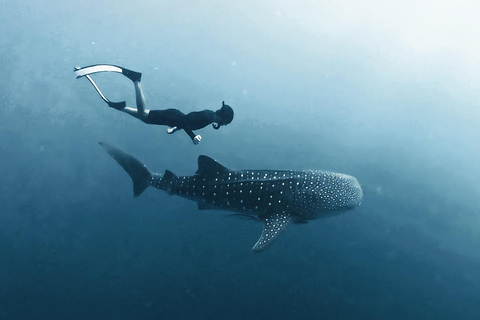 Sumbawa: Saleh Bay Whale Shark Snorkeling Tour