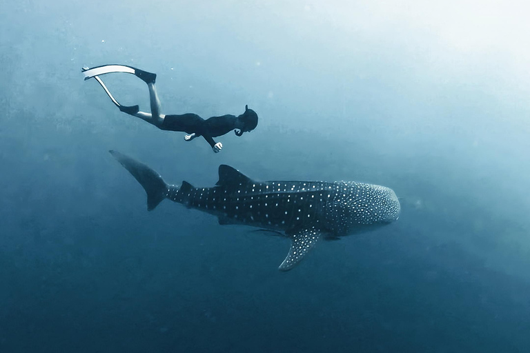 Sumbawa: Saleh Bay Whale Shark Snorkeling Tour