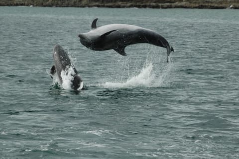 Kinsale: Whale and Marine Wildlife Boat Tour - Image 2