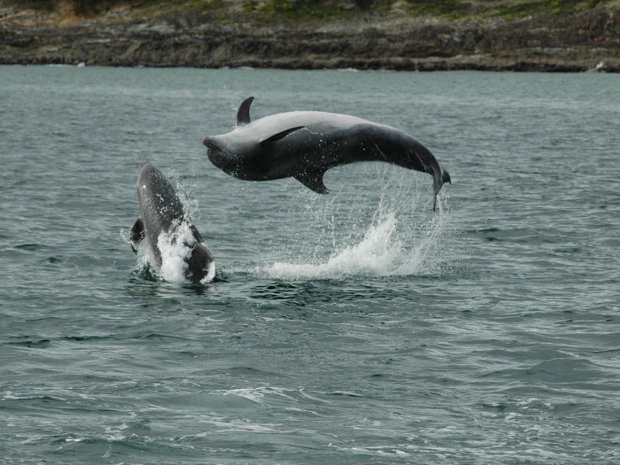 Kinsale: Wale und Meeresleben Bootstour