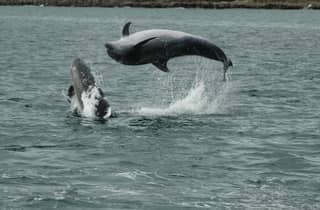 Kinsale: Wale und Meeresleben Bootstour