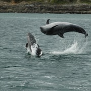 Kinsale: Whale and Marine Wildlife Boat Tour