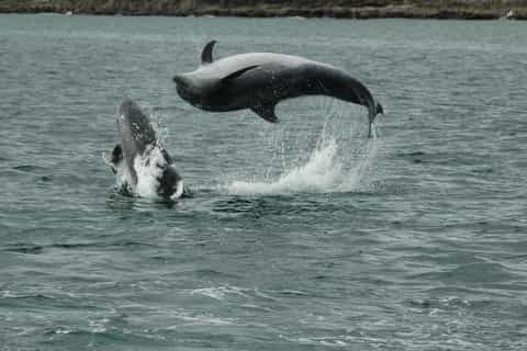 Kinsale: Whale and Marine Wildlife Boat Tour - Image 3