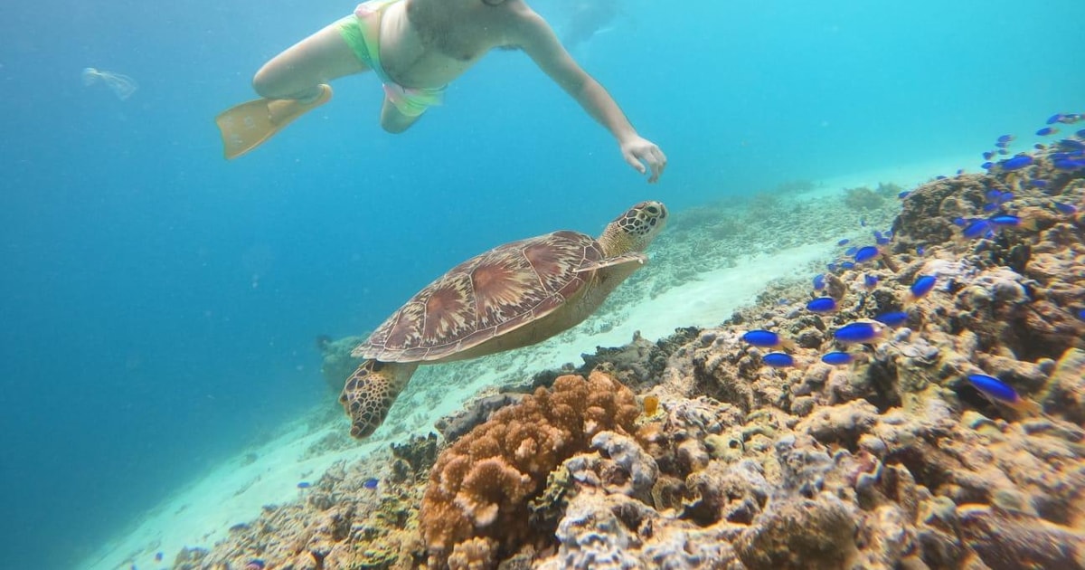 Wyspa Gili T Gili Snorkeling Day Trip Pływaj z żółwiami GetYourGuide