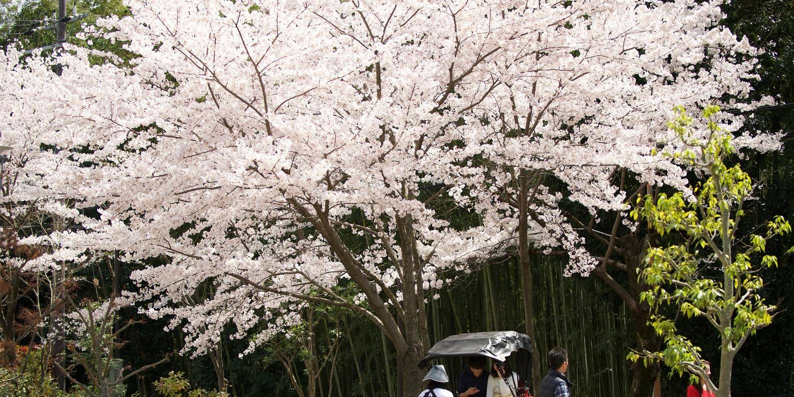 Kyoto: Arashiyama Customized Rickshaw Tour & Bamboo Forest