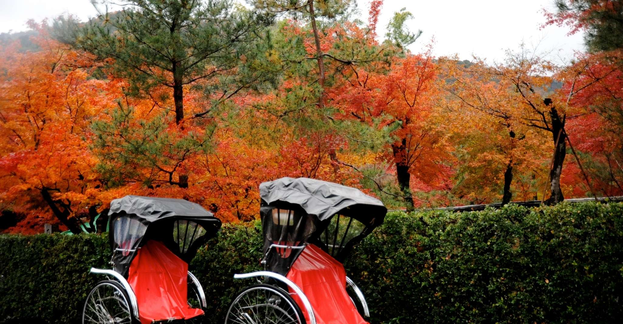 Kyoto: Arashiyama Customized Rickshaw Tour & Bamboo Forest photo 4