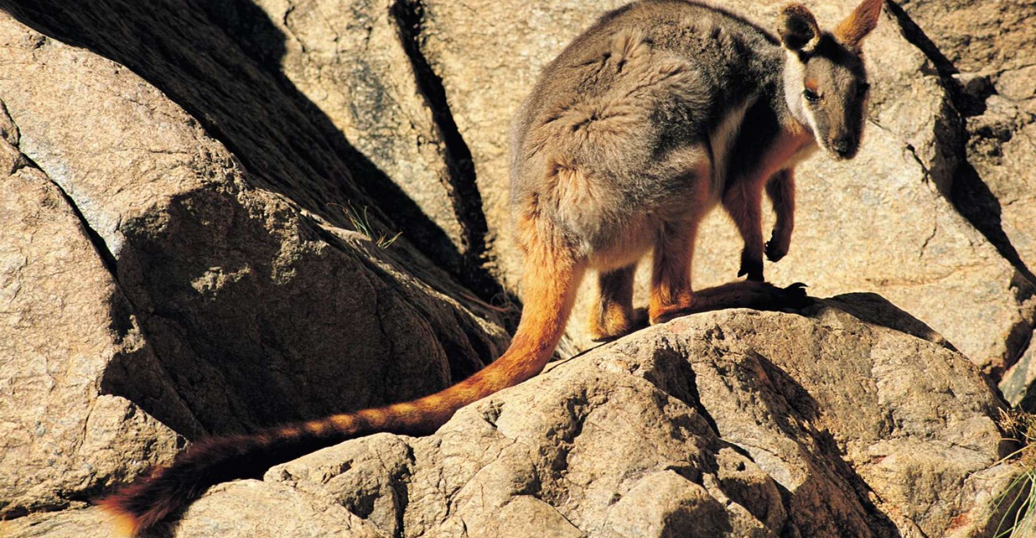 5 dias Flinders Ranges & Outback Eco Tour saindo de Adelaide - Hizvo