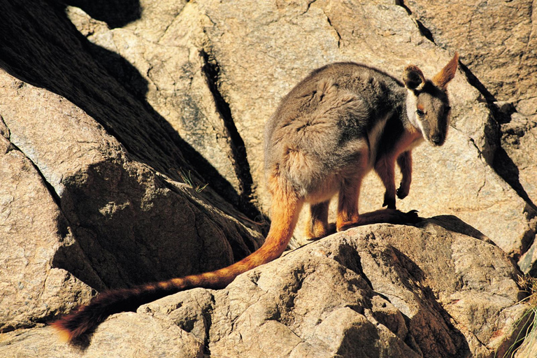 Circuit écologique de 5 jours dans les Flinders Ranges et l'Outback au départ d'AdélaïdeUnité supérieure de motel, partage double/lits jumeaux