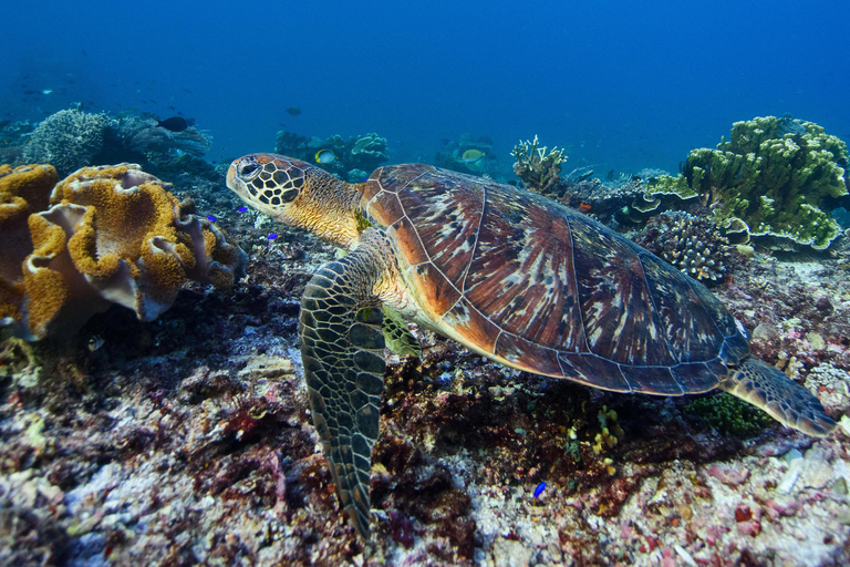 From Bali: Nusa Penida Private Snorkeling Tour with Lunch Shared Boat Trip with Meeting Point at Sanur