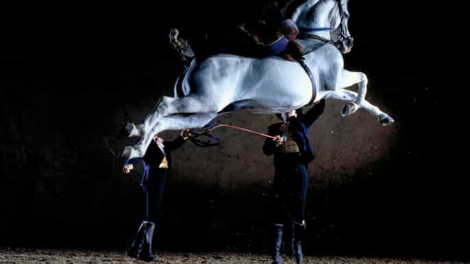 jerez private tour from seville wine and equestrian art