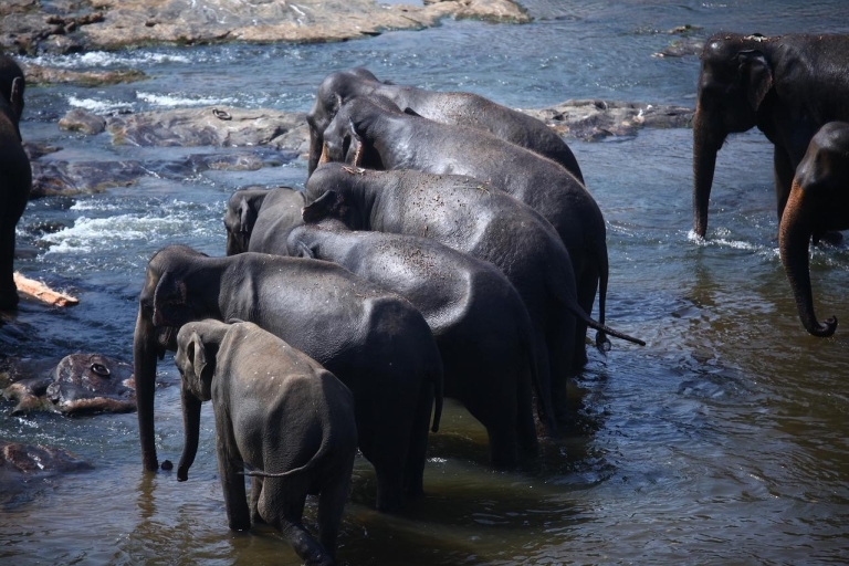 Sri Lanka: Safari de dos días por la vida silvestre de YalaSafari de vida silvestre: Opción de presupuesto