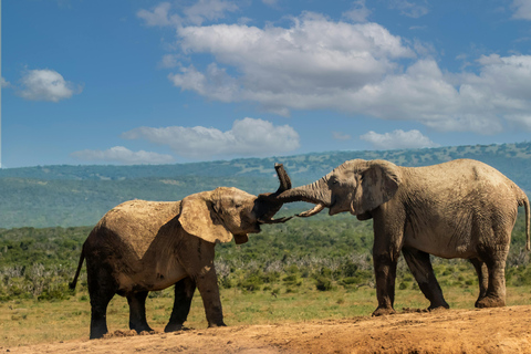 Nairobi: 6-Day Masai Mara, Lake Nakuru, & Amboseli Safari