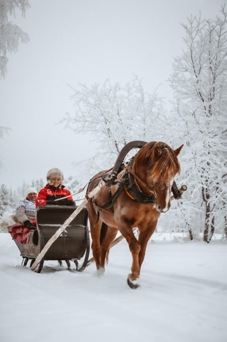 Rovaniemi: Traditional Finnhorse Sleigh Ride at SCV (3km)