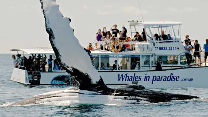 fullday deluxe whale watching trip from brisbane
