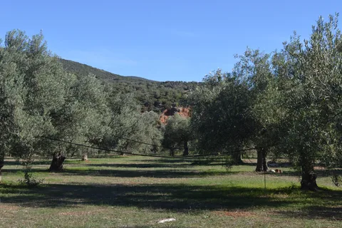 Náuplia: Passeio pela Quinta do Azeite e Degustação
