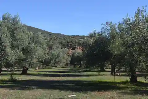 Nafplio: Olive Oil Estate Tour and Tasting