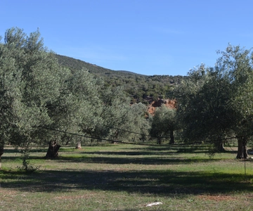 Nafplio: Olive Oil Estate Tour and Tasting