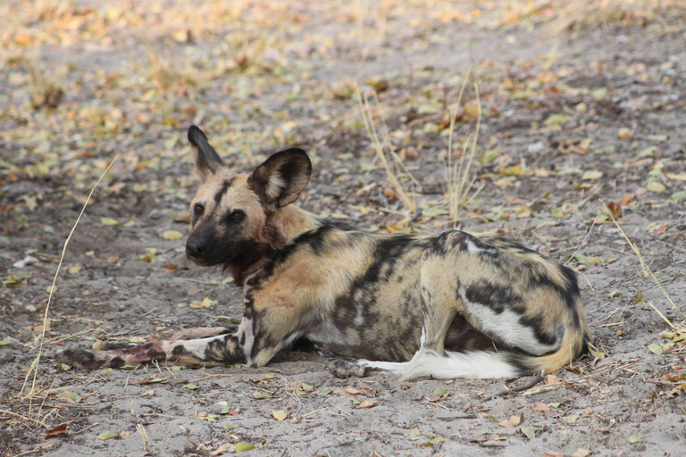 Victoria Falls: Safari game drive tour 3 hours