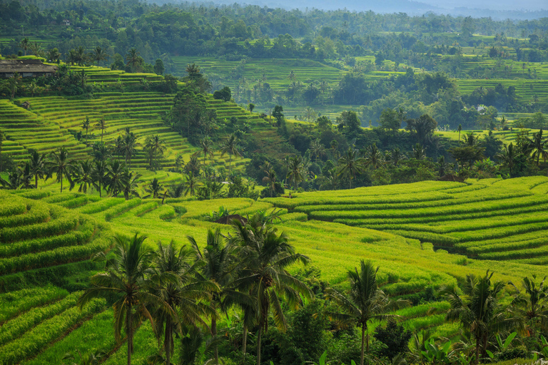 Jatiluwih (UNESCO Site) 2-Hour E-Bike Cycling TourTour Excluding Hotel Transfers