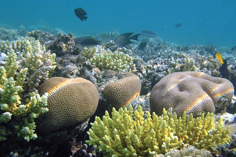 Puerto Morelos : snorkeling et déjeuner