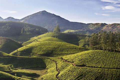 Excursão nocturna à estação de montanha de Munnar com a beleza de Kerala