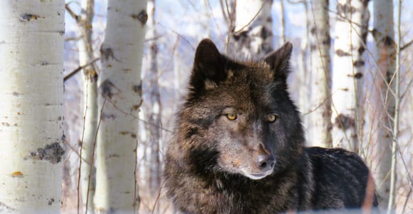 From Calgary to Banff: Day Trip with Wolfdog Sanctuary Visit