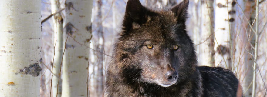 De Calgary à Banff : excursion avec visite du refuge pour chiens-loups
