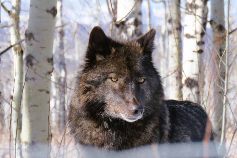 Von Calgary nach Banff: Tagestour mit Besuch im Wolfdog Sanctuary. Foto: GetYourGuide Von Calgary nach Banff: Tagestour mit Besuch im Wolfdog Sanctuary. Foto: GetYourGuide