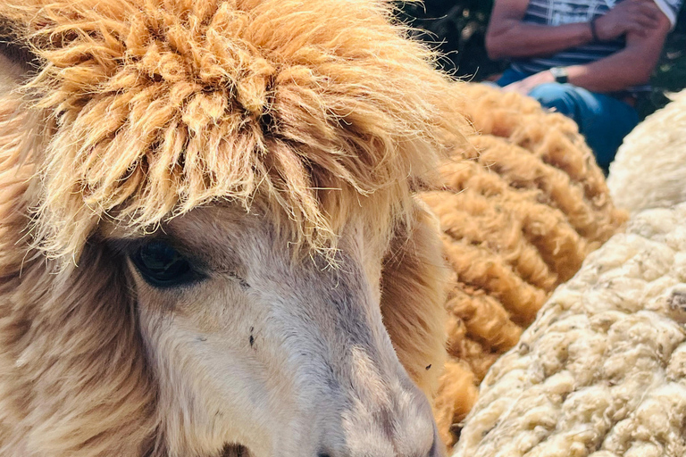 From Quito: Otavalo, Mercado de Ponchos, Cuicocha Lagoon, and Alpaca Farm Trip to Otavalo, Mercado de Ponchos, Cuicocha Lagoon, Alpaca Farm