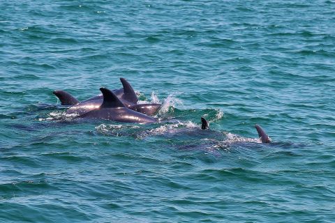 Vanuit Lissabon: dagtour dolfijnen spotten
