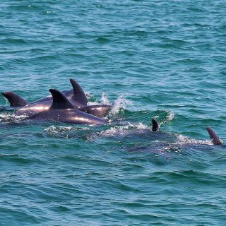 Tour con avvistamento dei delfini da Lisbona