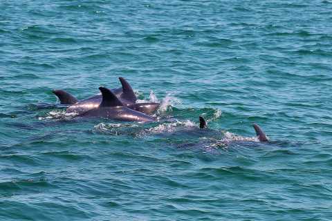 Ab Lissabon: Tagestour zur Delfinbeobachtung