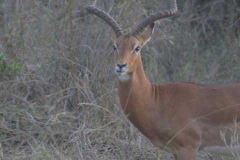 Från Diani eller Mombasa: Tsavo East National Park dagsutflykt